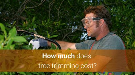For example, the common stump removal fee can vary between € 60 and € 350, while the average stump adjustment can cost between € 75. Tree Trimming Cost & Price Guide - YouTube