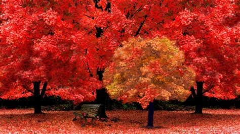 Red Autumn Leaves Wallpaper High Definition High