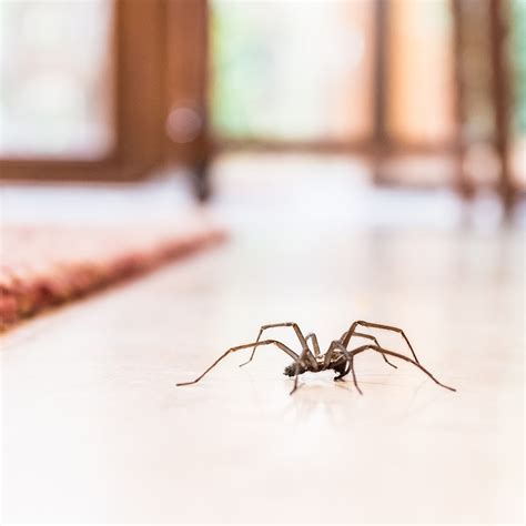 5 Common Household Spiders Abc Home And Commercial Services Blog