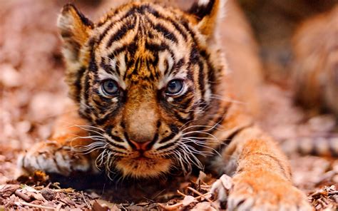 Cute Baby Tiger Wallpaper 68 Images