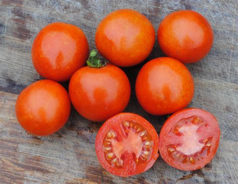 Amy's Sugar Gem Tomato, 0.16 g : Southern Exposure Seed Exchange ...