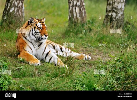 Siberian Tiger Amur Tiger Panthera Tigris Altaica Lying Among Trees