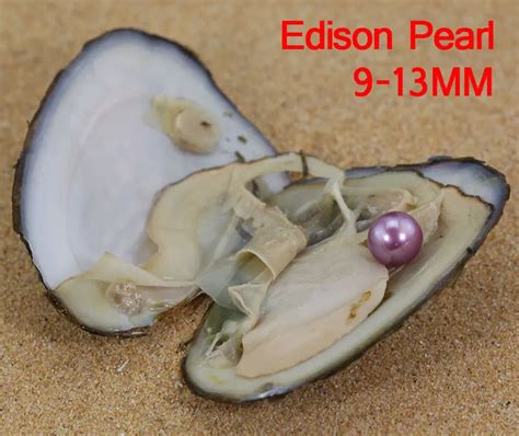 Amazing 9 13 Big Pearl Oyster Real Edison Pearl In Freshwater Oyster 10