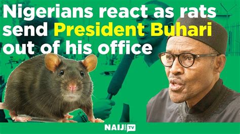 nigerians react as rats send president buhari out of his office legit tv youtube