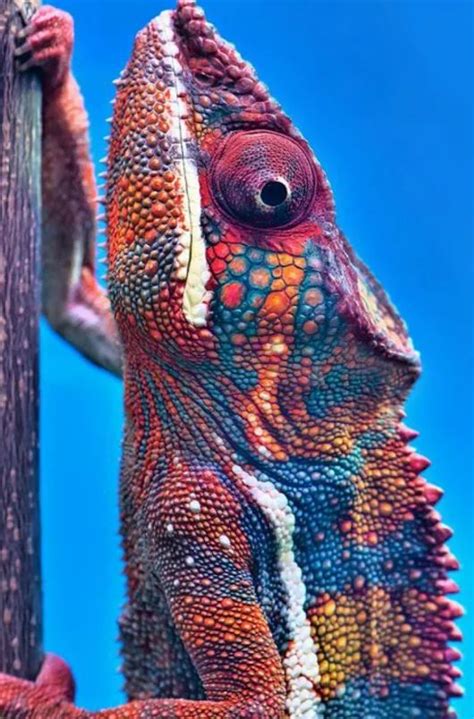 30 Best Cool Looking Animals Images On Pinterest Cutest Animals Wild