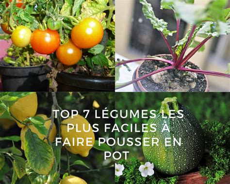 Top L Gumes Les Plus Faciles Faire Pousser En Pot