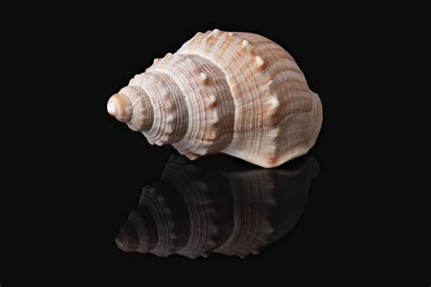 25 Beautiful Images Of Seashells The Photo Argus