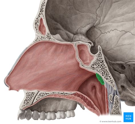 Palatine Tonsil Anatomy
