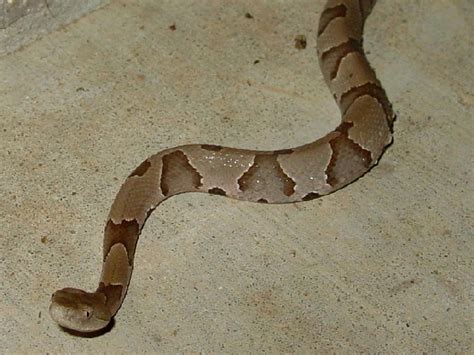 Ohio Snakes Pictures And Identification Help