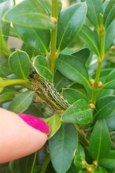 Tree Caterpillar Box Hedge Disease Luanetg