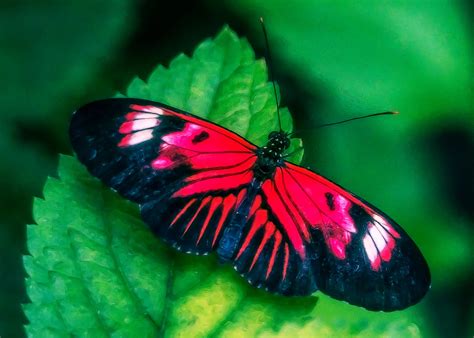 22 plants that attract butterflies in florida | florida butterfly gardening 101. Lynn Wiezycki Photography: Butterfly World - Butterflies ...