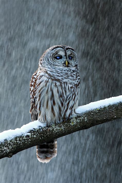 Owl On Snow Covered Branch Photograph By Alex Thomson Photography