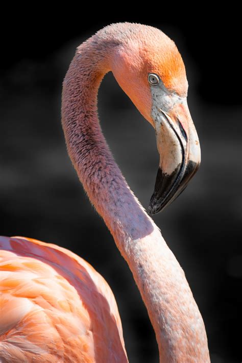 Pink Flamingo Portrait Free Stock Photo - Public Domain Pictures