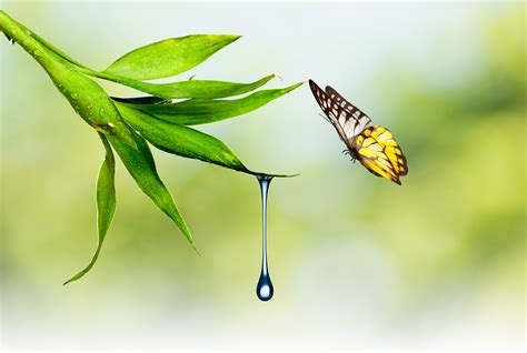 Butterfly Nature Waterdrop Plants Wallpapers Hd Desktop And Mobile