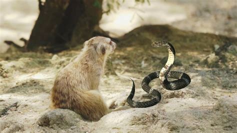 Mongoose Vs Snake Exploring The Thrilling Rivalry And Intriguing