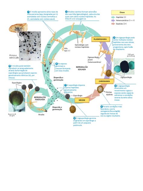 Ciclo De Vida Fungos Reprodução Esporo