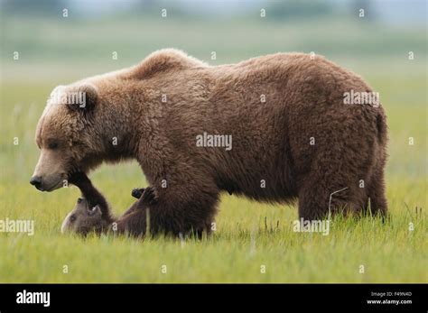 Grizzly Bear Cub Hi Res Stock Photography And Images Alamy