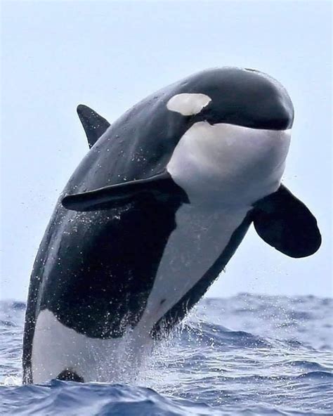 Underwater Creatures Ocean Creatures Orcas Most Beautiful Animals