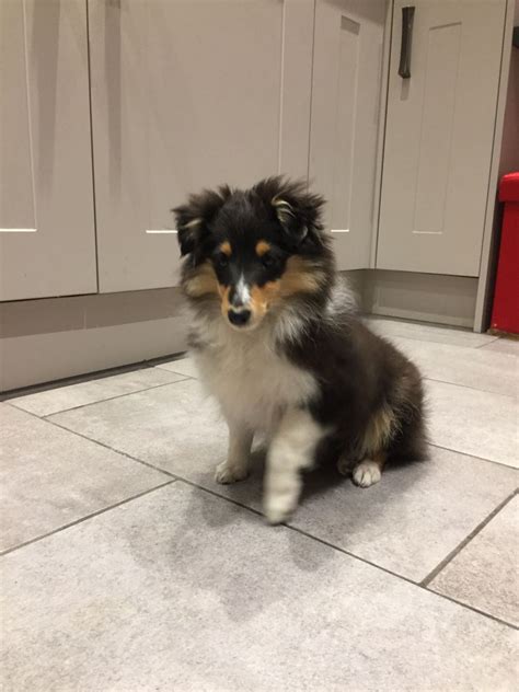 Effective immediately, luxury puppies is proud to offer free home delivery for all puppies purchased online. Sheltie puppy still available | Kings Lynn, Norfolk ...