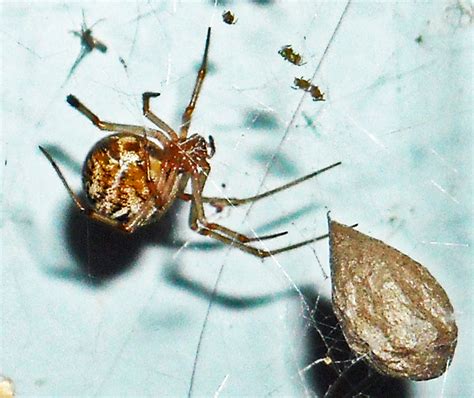 An American House Spider From Silsbee Texas Bugs In The News