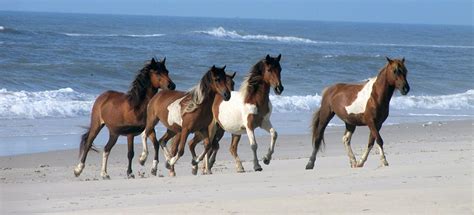 Assateagues Wild Horses Assateague Island National Seashore Us