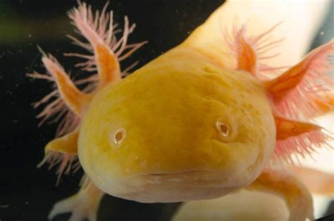 Axolotl Care Sheet Tank Set Up Diet Breeding And More
