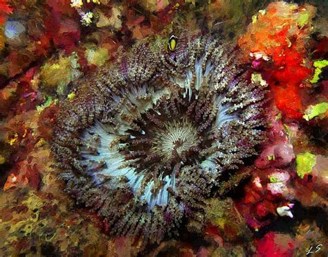 Actinia By Sergey Lukashin Underwater Photos Photographer Underwater