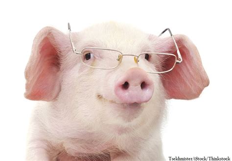 Pigs Just As Smart As Dogs And Chimps Study Suggests Hobby Farms
