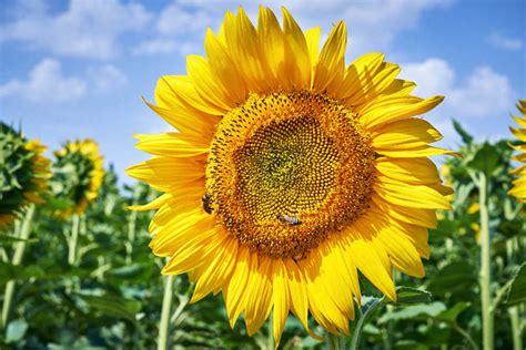 18 Best Sunflowers For Honey Bees Bee Professor