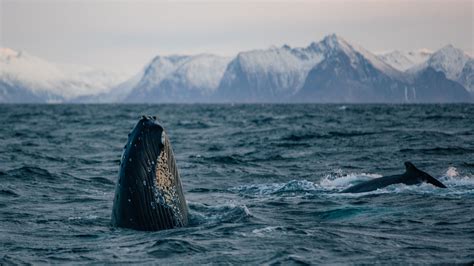 Humpback Whale Safari In Andenes Northern Norway Photographer Anhede