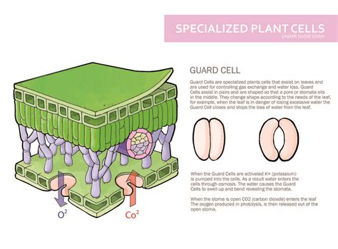 Specialized Plant Cell A Photo On Flickriver
