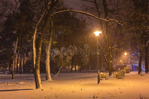 Winter Night Landscape Bench Under Trees And Shining Street Lights