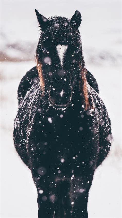 Beautiful Winter Horse Wallpapers Wallpaper Cave