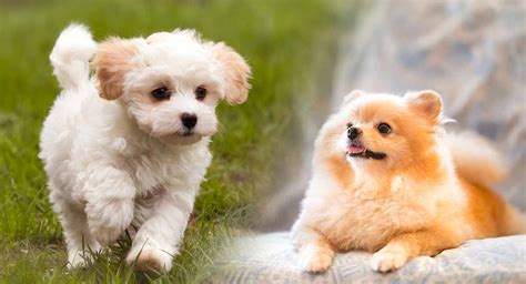 45 Dog Breeds With Pictures L2sanpiero