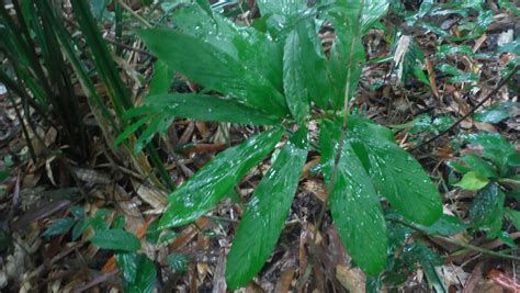 A Small Green Plant With Water Droplets On Its Leaves In The Forest Floor