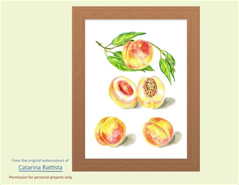 Fruit Watercolor Peaches Botanical Digital Download Etsy