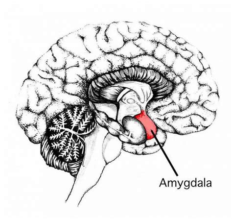 Amygdala Changes In Male Patients With Schizophrenia And Bipolar