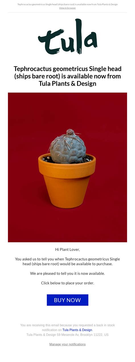 Tephrocactus Geometricus Is Now Available To Order From Tula Plants