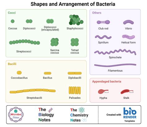 Bacteria Definition Structure Shapes Sizes Classification