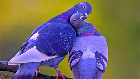 Love Between Two Blue Doves Hd Wallpaper