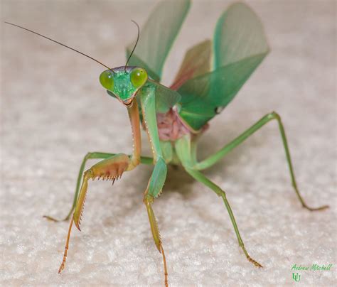 Rhombodera Basalis Giant Malaysian Shield Mantis Adult Flickr
