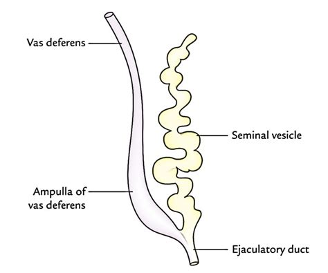 Anatomy Of Seminal Vesicle Anatomy Book