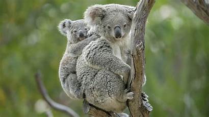 Koala Superb Animals Wallpapers Advertisement