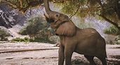 National Geographic’s Secrets of the Elephants Reveals Natalie Portman ...