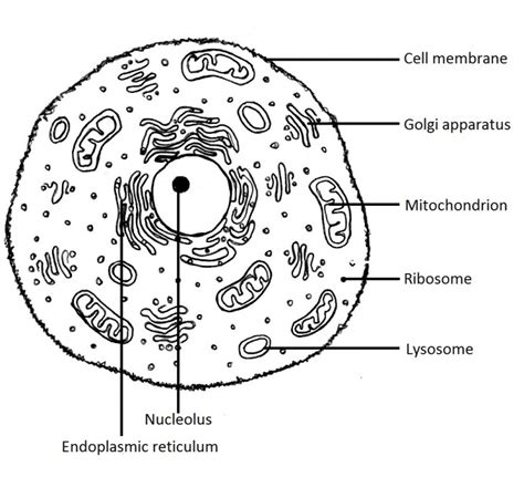 Maybe you would like to learn more about one of these? animal cells do not have cell walls : Biological Science ...