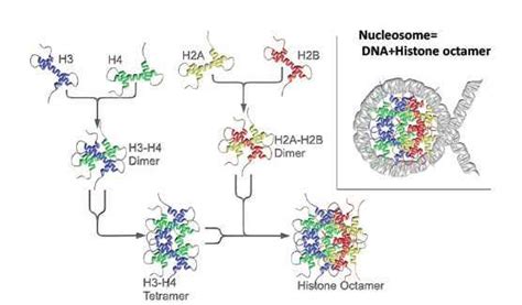 3 Schematic Illustration Of Histones Assembly Into Nucleosome Two