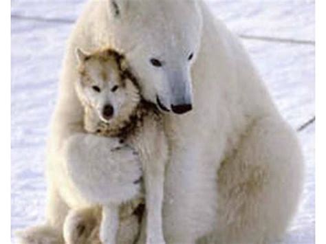 Polar Bear And Dog Animalsbeingbros