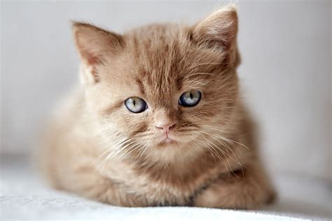 Beautiful Cinnamon Color British Short Hair Kitten Beautiful Cinnamon