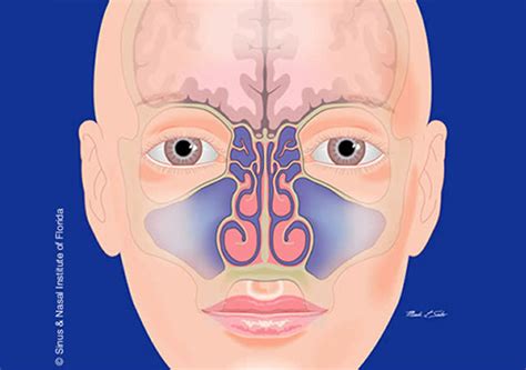 anatomy of sinus and nasal cavity