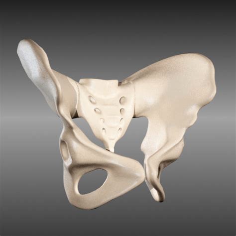 Bones of the cranium and the sesamoid bones. female pelvis max